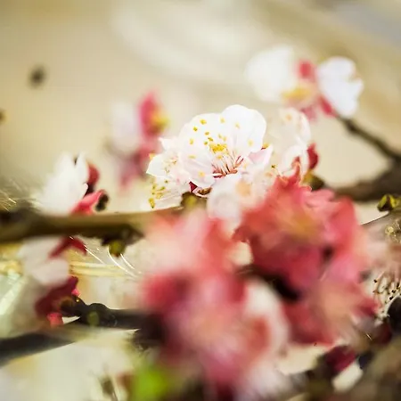Edelweiss Αργάσι